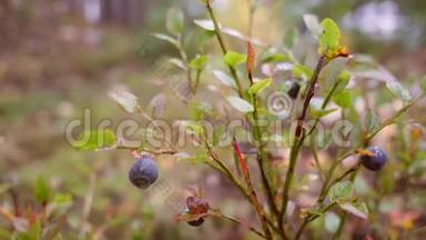 在秋天的森林里采摘蓝莓的人。 4K慢动作。